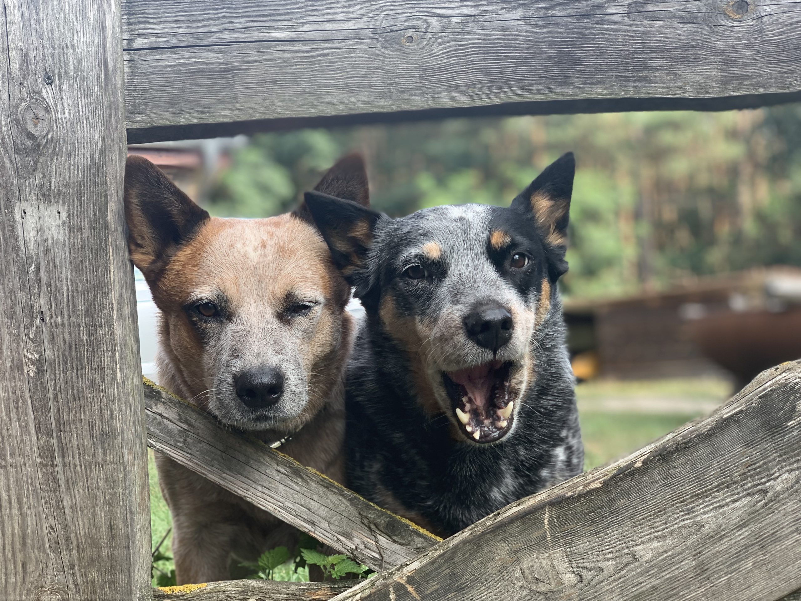 Zwei Hunde
